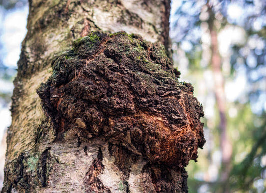 Chaga: El "Hongo Superpoderoso" que México Debería Conocer