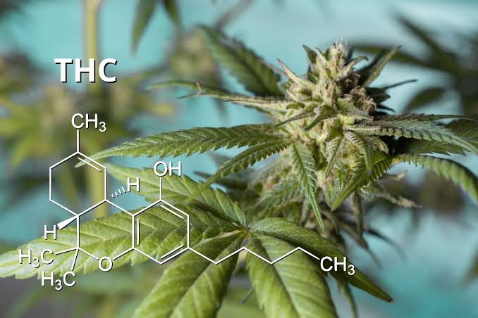 Cómo Comprar Cannabinoides de Calidad en Línea (Y Disfrutar Sus Beneficios Sin Preocupaciones)