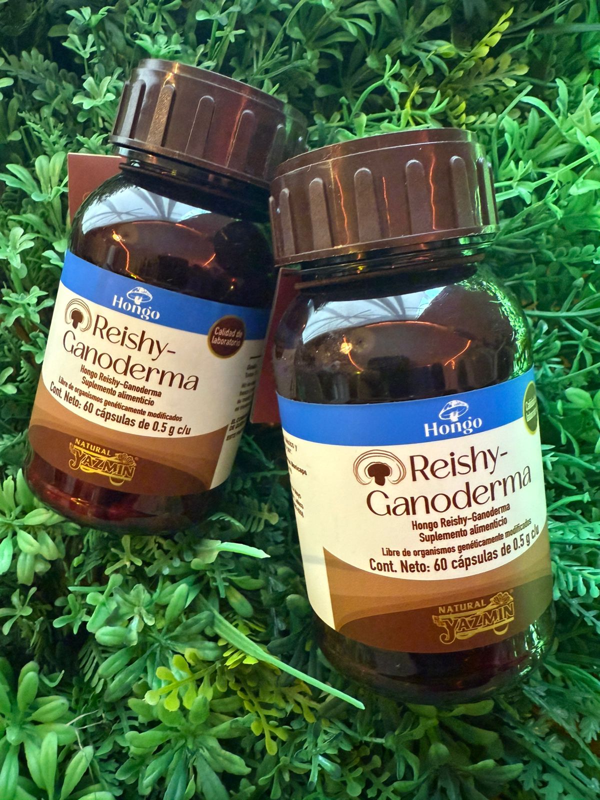 Capsulas Reishy-Ganoderma Natural Yasmin 500mg